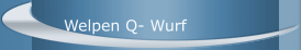 Welpen Q- Wurf