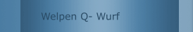 Welpen Q- Wurf