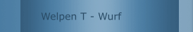 Welpen T - Wurf