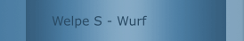 Welpe S - Wurf