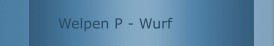Welpen P - Wurf